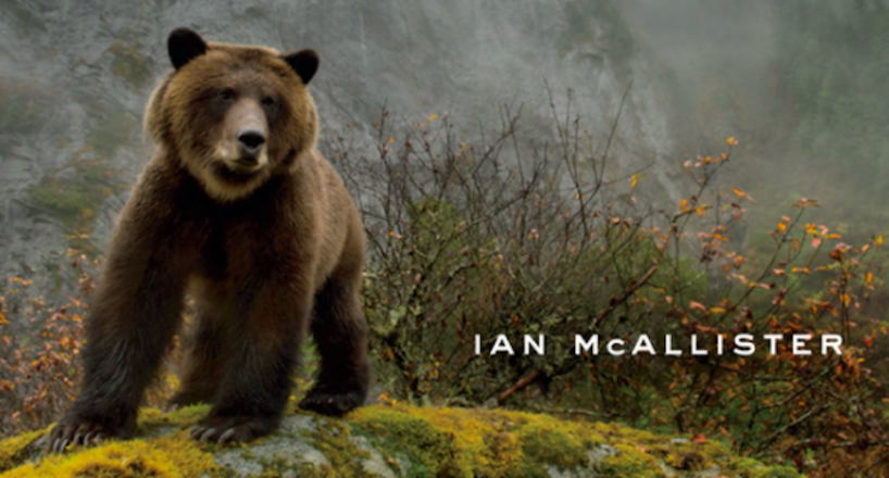 Review: 'great Bear Wild: Dispatches From A Northern Rainforest' By Ian 